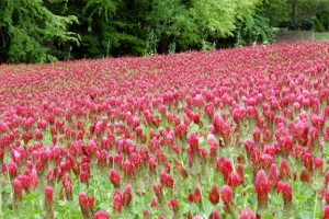 Red clover is one of the cover crop we use to reduce erosion and increase soil health
