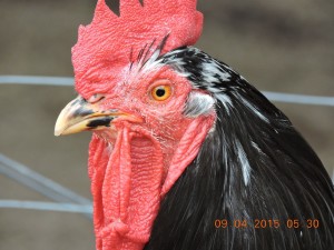 Mottle Java Rooster ~ a keen sentinel and vital protection for free-ranging hens