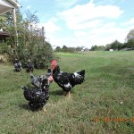 Java is a premiere homesteading fowl and thrive when given free range