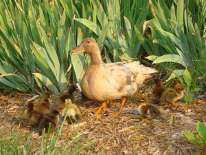 Ducks Farm Land