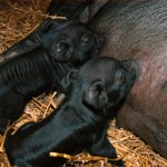 Old Crowe Peony nursing her new piglets less than 12 hours old