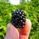 Extra large blackberries... extra plump and yet very sweet.