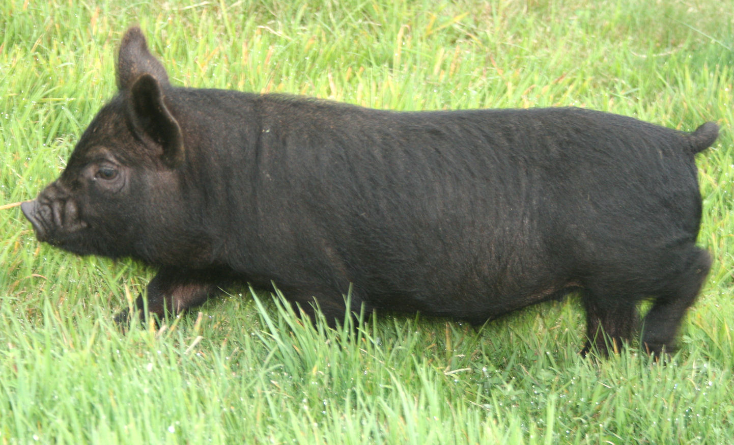 American Guinea Hogs | Old Crowe Farm