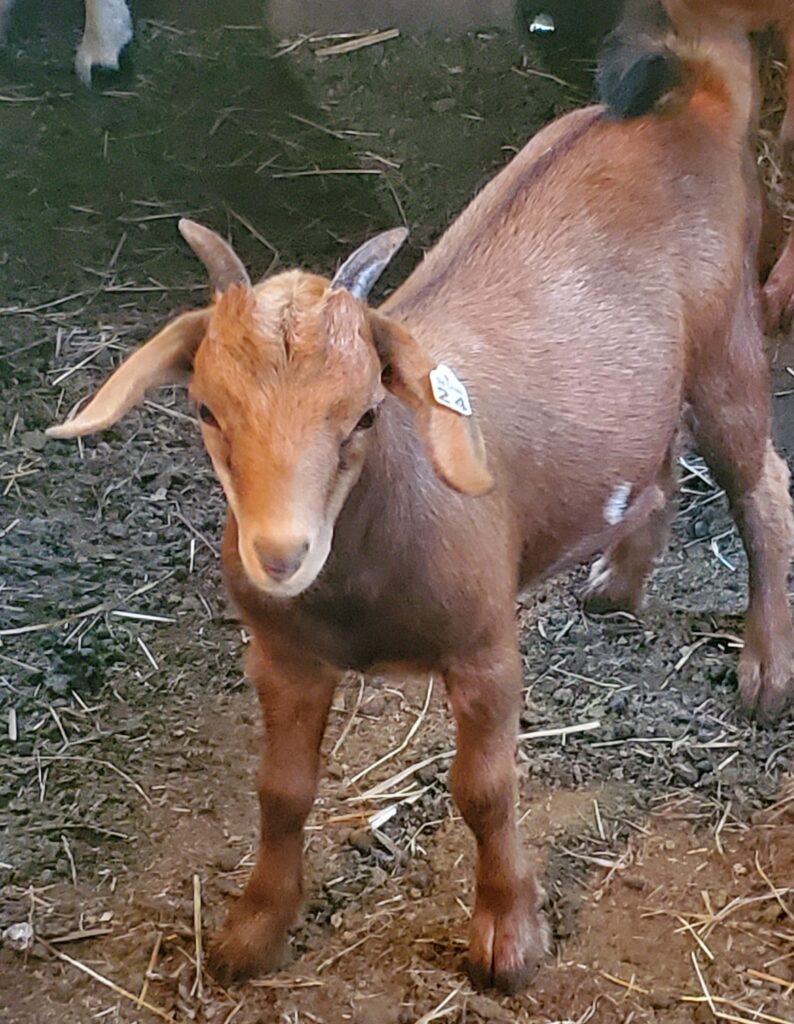 Buy Tennessee Fainting Goats | Old Crowe Farm